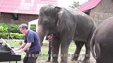 犀牛母子正在河边喝水，不料遭到大象疯狂驱赶，镜头记录全过程