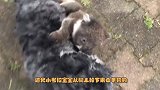 考拉宝宝误认小狗是妈妈，死死抱住不撒手，狗狗满脸的委屈