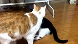 萌宠 每天打架是土猫活动量最大的运动，别说还挺敏捷呢！