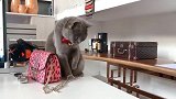 蓝猫：本喵是你捡来的，手欠关你什么事