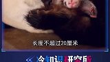 4个动物们的奇怪行为