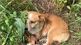流浪狗带着小奶狗在荒郊野外安家，连避雨的地方都没有