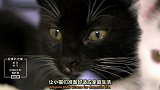 驯化猫咪野性的时间节点很关键！前两周需要温柔以待！