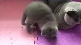 小奶猫在公猫身边玩，公猫伸手就打小猫，猫妈妈瞬间脸