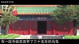 寺庙养了35年的乌龟猝死，医生解刨后，发现900多枚硬币