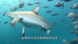 凶猛的鲨鱼为什么不攻击海豚鲨鱼不是我不想，而是我不敢！