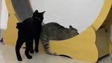 狸花猫在跑步机上自娱自乐，直到黑猫上去都变了