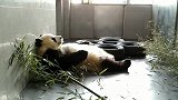 不想运动的熊猫宝宝，像极了不想上班的我！
