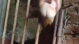 聪明的小牛五秒舔开门栓