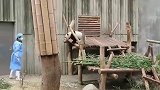 这只小熊猫实在太淘气了，到处搞破坏