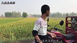 水稻丰收了，农村媳妇家1亩半水稻装了几车？婆媳高兴的合不拢嘴