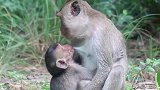 野生动物：狠狠地啃老，猴妈把它当个宝