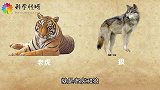 猫和狗的2千万年竞争史，猫和狗竟是同一祖先？2分钟带你了解！