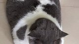 独手捉猫头！