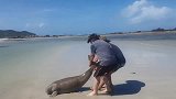 游客发现搁浅生物，拉上岸之后，专家却说这是“美人鱼”？