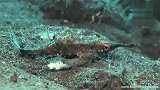 旅游-巴里岛潜水奇特的海洋生物