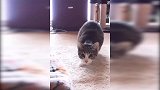 看了这只可爱小猫的“跳舞”视频，想问这只猫在哪里买的？
