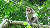 一只受伤的猴子还到处乱跑
