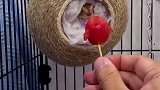 小可爱的昨晚夜宵！