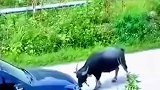 水牛奋力逼退两辆车，几秒后山体滑坡