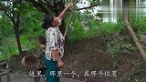 家里的苦瓜成熟了，摘来炒两盘经典菜，饭桌上中林的举动让人笑喷