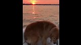 两只金毛坐着游艇看夕阳，浪漫无比！
