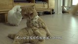 主人到处找不到猫咪,突然听到一声猫叫,看清后直接笑喷了!