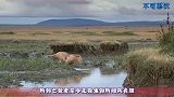 一群狮子趴在马路中间不走，要拦车打劫下一秒游客蒙圈