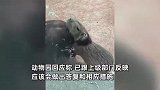 水豚与猩猩混养被锁喉拽胳膊，游客质疑水豚被虐待？动物园回应