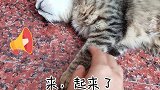 打扰一只熟睡的狸花猫会有什么后果