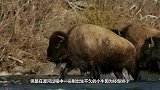 落单小牛被灰狼盯上，不料后面母牛袭来，灰狼只好放弃