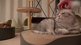 卧在小床上的猫咪，这奶萌的样子，好可爱！