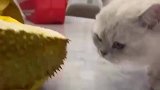 猫咪闻到主人买的榴莲，接下来的动作有些似曾相识