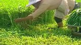 空心菜收割现场，听说几天割一次，咋长这么快呢