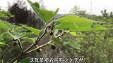 明星植物构树，果实称天然肾宝，到底有啥价值，解决不少烦恼