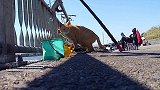 流浪橘猫趁钓鱼者打盹，从桶偷了一条鱼，猫：真香啊