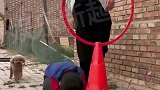 教小狗跳圈原来是这样教的，小狗真的太不容易了！