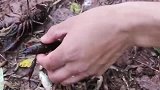 野外抓到的小鱼小虾