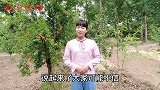 石榴花比石榴还值钱，很多人拿来做菜吃，你还不知道吧？