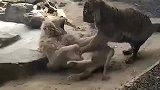 动物界生死大作战，大象攻击狮子