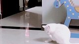 这只白猫太聪明了,居然会伏击黑猫,看来平时没少打架