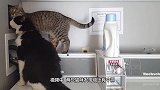 两只猫咪翻墙越狱，动作完美同步，网友：当时我惊呆了