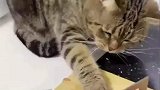 猫：我的眼里只有肉
