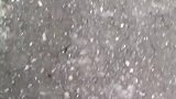 2只公鸡打架斗狠，狗子急了上前拉架，下一秒画面忍不住笑出了声