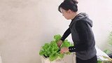 小阳台大菜园，蔬菜循环吃不完，种植经验告诉你
