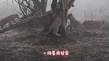 狮子捕食老鹰，老鹰拼命挣扎，下一秒是这样