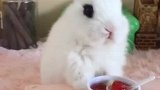 兔子现在可以体会到宠物关在笼子里的滋味了吧