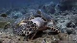 旅游-海底世界马尔代夫旅游风景