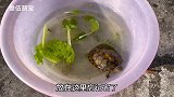 八哥：说出来你们可能不信，我跟一只乌龟同盆洗澡