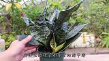 虎皮兰繁殖并不难，叶子剪1刀，再沾点它，1盆变10盆